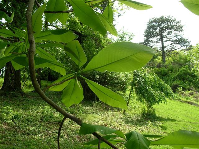 Umbrella Magnolia tree leaves